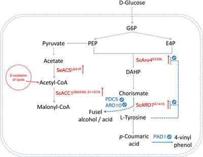 Corrigendum: Engineered biosynthesis of plant polyketides by type III polyketide synthases in microorganisms